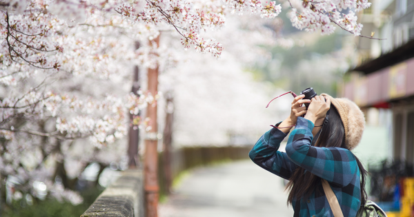 Tokyo Sakura